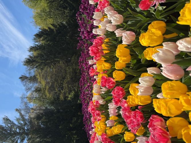 A visit to the annual Tulip Time Festival in Holland, Michigan in the spring.